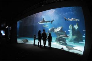 Acuario de Genova, el mas grande de Italia